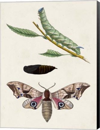 Framed Caterpillar &amp; Moth IV Print