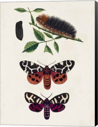 Framed Caterpillar &amp; Moth V Print