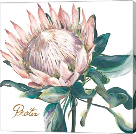 Framed Protea I Print