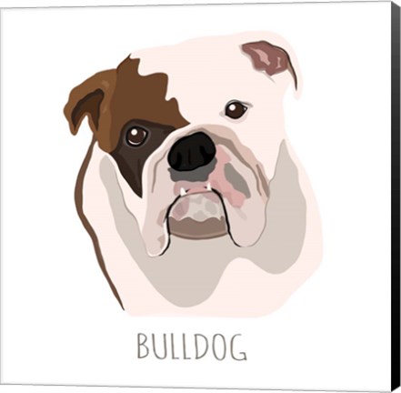 Framed Bull Dog Print