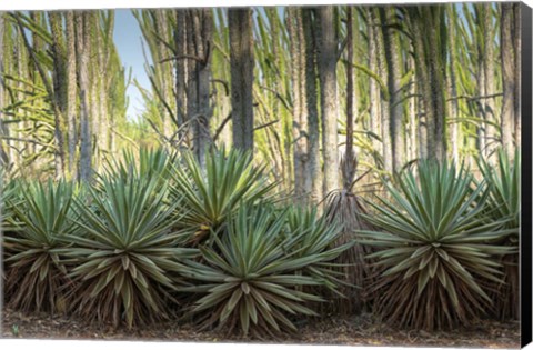 Framed Sisal Plants Print