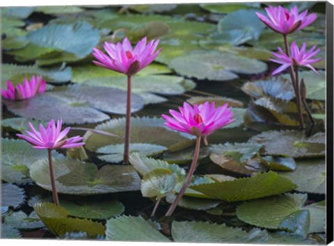 Framed Pink Water Lilies Print