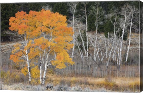 Framed Late Autumn Aspens Print