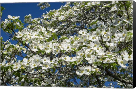 Framed White Dogwood Tree Print