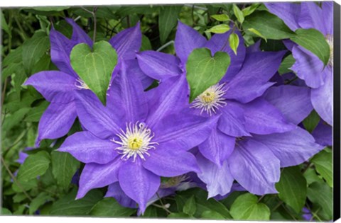 Framed Purple Clematis 2 Print