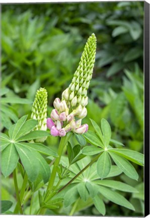 Framed Pink Lupine Print