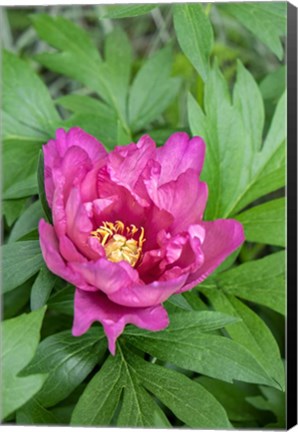 Framed Pink Peony Print