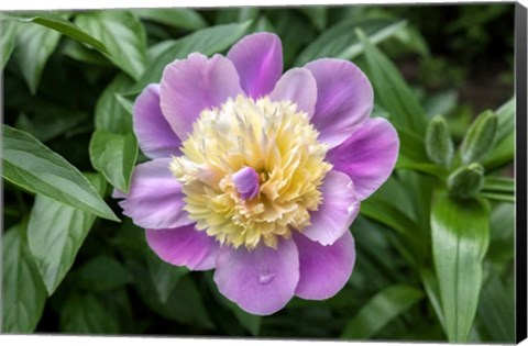 Framed Pink And Pale Yellow Peony Print