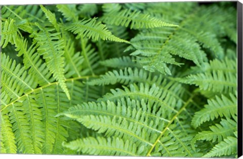 Framed Green Fern Print