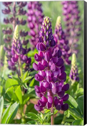 Framed Purple Lupine Print