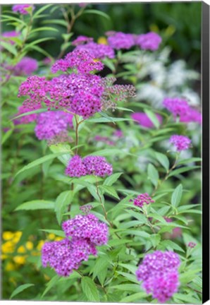 Framed Pink Spirea Bush Print