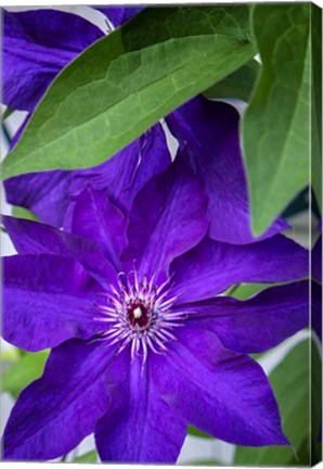 Framed Purple Clematis Print