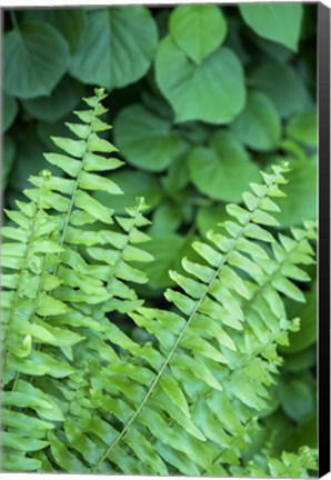 Framed Boston Fern Print