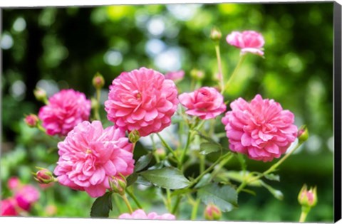 Framed Pink Ever-Blooming Rose Bush Print