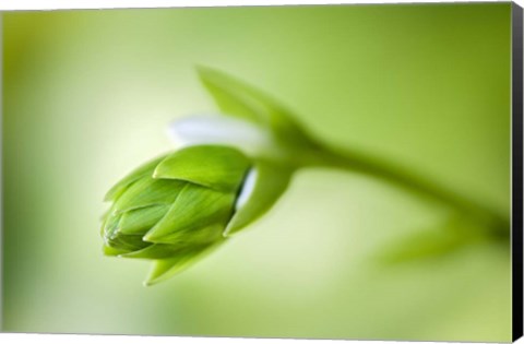 Framed Hosta Flower Bud Print