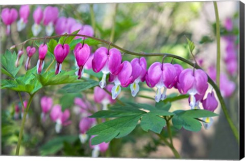 Framed Bleeding Heart Print