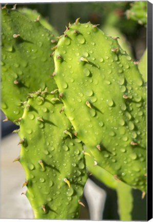 Framed Prickly Pear Cactus Print