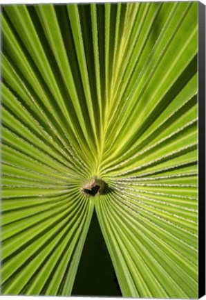 Framed Fan Palm Print