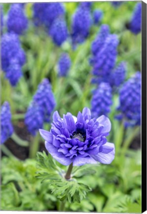 Framed Purple Anemone Print