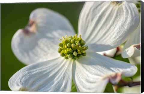 Framed White Dogwood Flowers Print