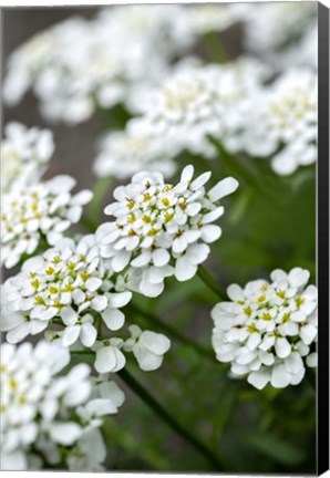 Framed Rock Cress Print