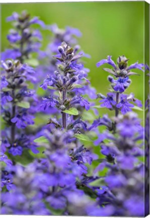 Framed Salvia Officinalis, Common Sage Print