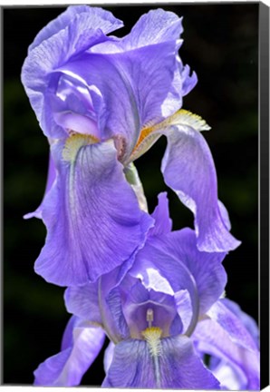 Framed Bearded Iris Print