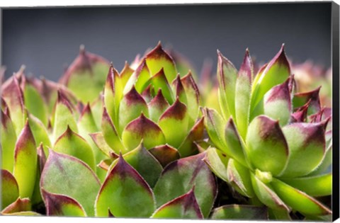 Framed Hens And Chicks, Succulents 2 Print