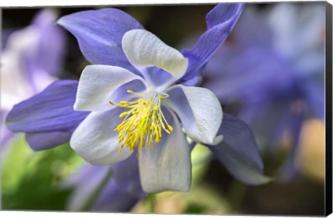 Framed Columbine 2 Print