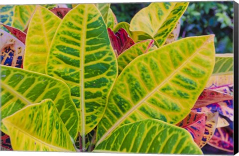 Framed Tropical Foliage Detail 3 Print