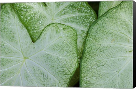 Framed Caladium Leaves Print