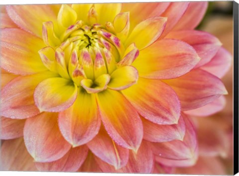 Framed Macro Of A Dahlia Print