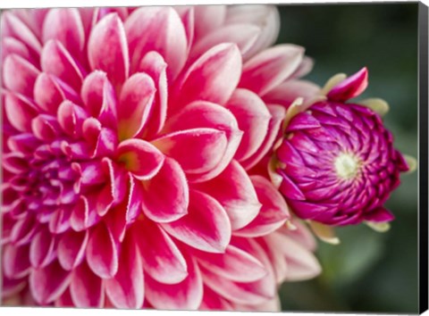 Framed Close-Up Of A Red Dahlia Print