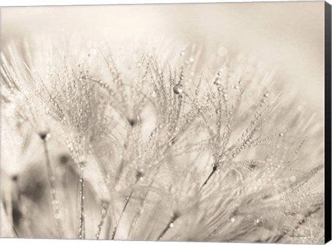 Framed Dandelion Jewels II Print