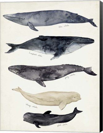 Framed Whale Chart II Print