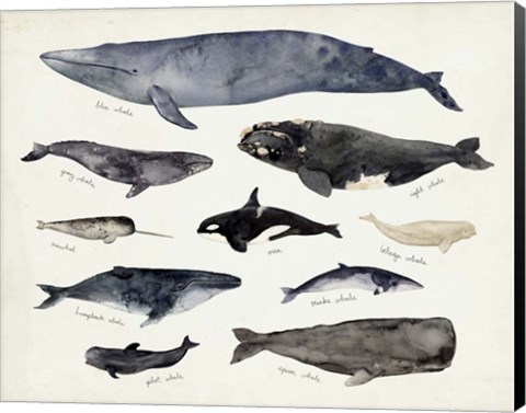 Framed Whale Chart III Print