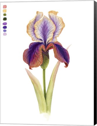 Framed Rainbow Iris I Print