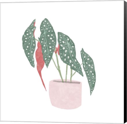 Framed Polka Dot Begonia IV Print