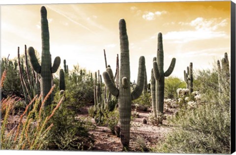 Framed Cactus Field Under Golden Skies Print