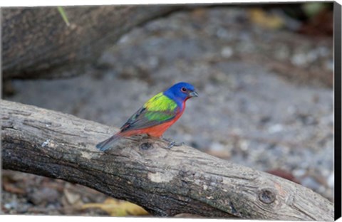 Framed Painted Bunting Print