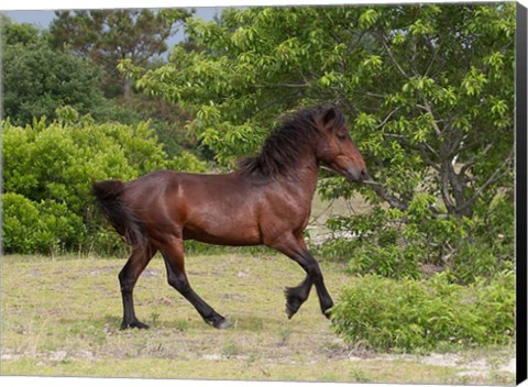 Framed Stallion Strutting Print