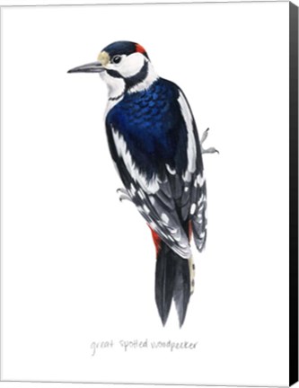 Framed Watercolor Woodpecker II Print