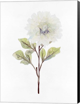 Framed White Blossom I Print