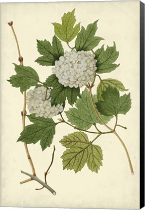 Framed Flowering Viburnum II Print