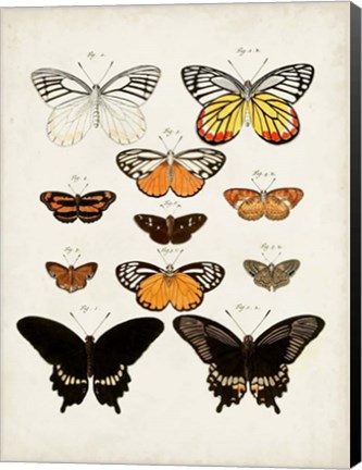 Framed Vintage Butterflies III Print