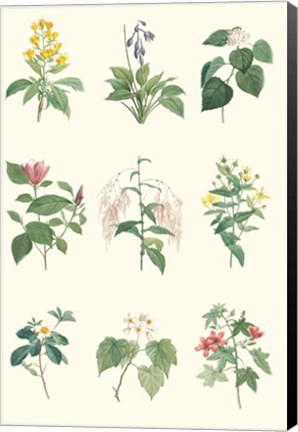 Framed Soft Botanical Chart Print