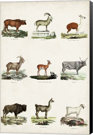 Framed Antique Animal Chart I Print