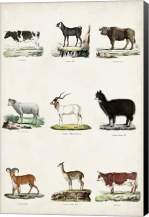 Framed Antique Animal Chart II Print