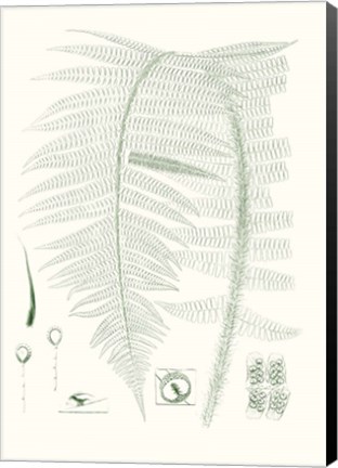 Framed Verdure Ferns IX Print