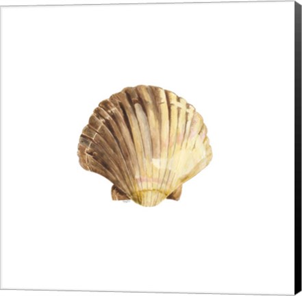 Framed Oceanum Shells White V-Scallop Print